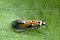 Gelechiidae
