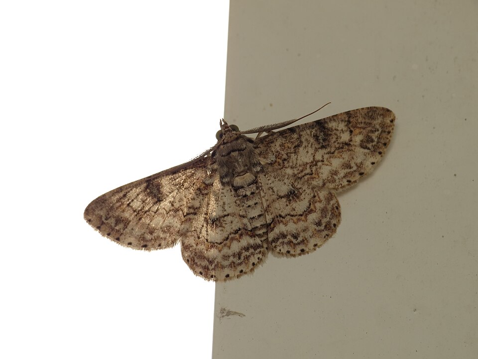 Fayl:Cleora injectaria (15747964297).jpg