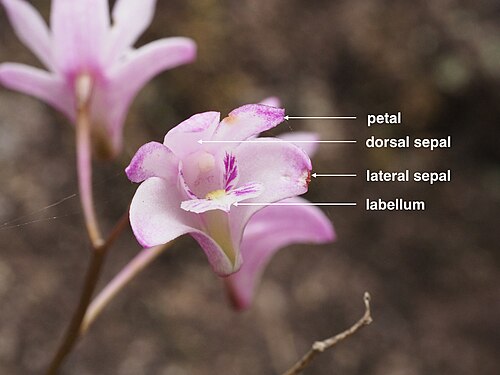 Dendrobium