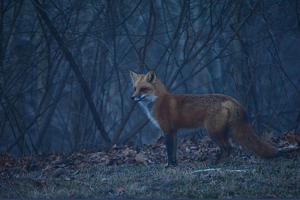 Fayl:Fox032118BW.jpg