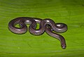 Trilepida tip turi; yirik tangachali ko‘r ilon (T. macrolepis)