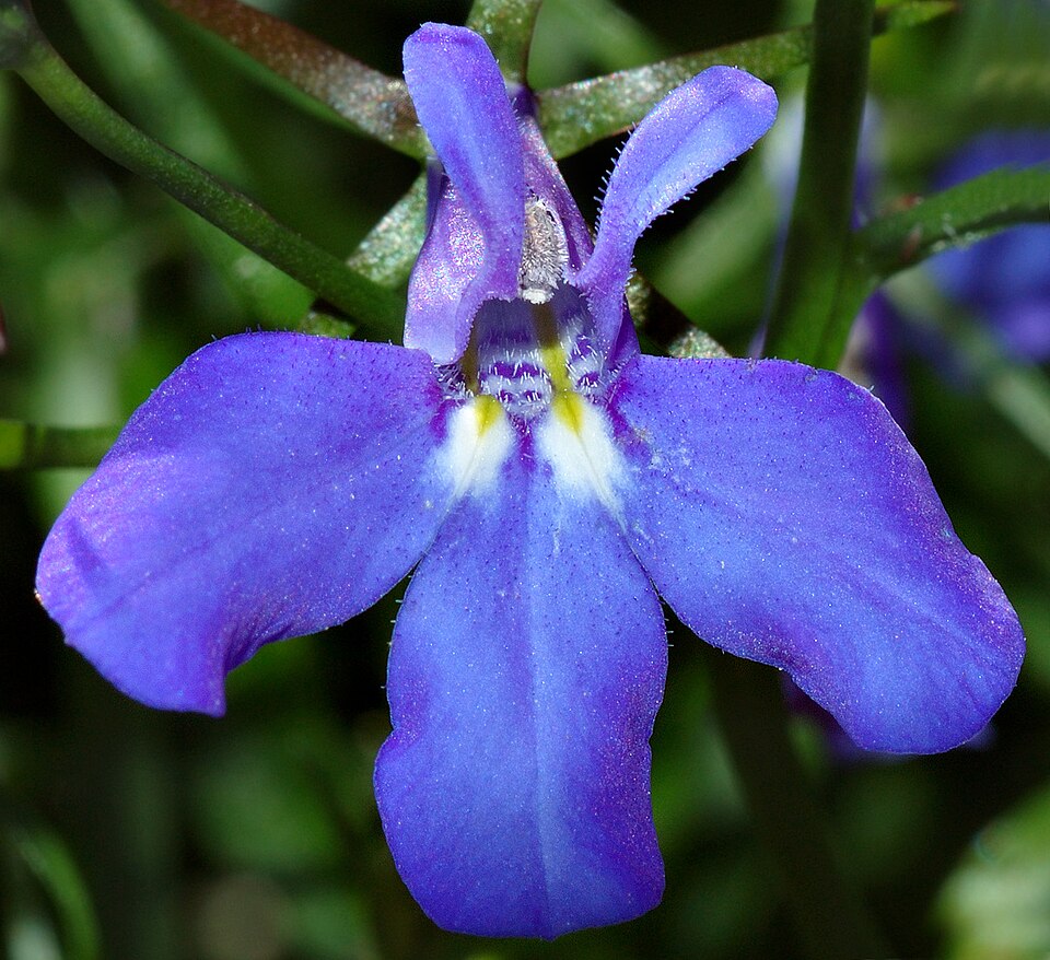 Fayl:Lobelia close-up (aka).jpg