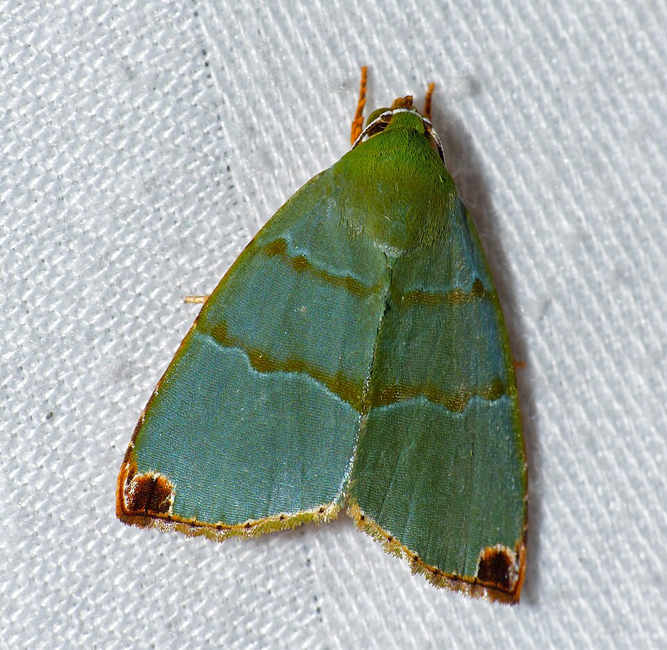 Fayl:Nolid Moth (Paracrama dulcissima) (15859012366).jpg