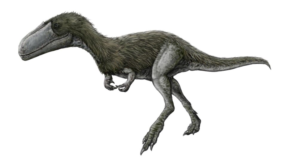 Fayl:Timurlengia.jpg