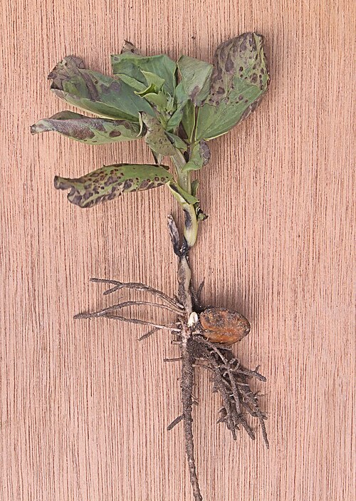 Fayl:Vicia faba Cercospora fabae.jpg