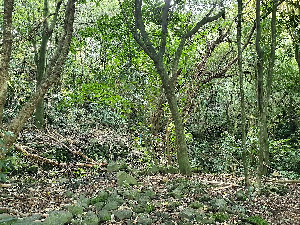 Fayl:Withiel Thomas Reserve 20210801 145201.jpg