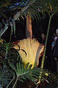 Muttartdagi amorphophallus titanum guli, 2015-yil