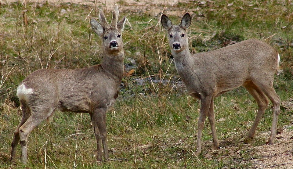 Fayl:Capreolus capreolus 2 Jojo.jpg
