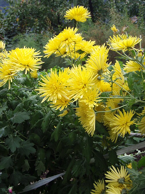 Fayl:Chrysanthemum morifolium j03.jpg
