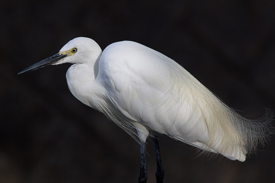 Fayl:Egretta garzetta 2015-08-24.jpg