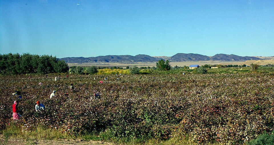 Fayl:Karakalpakstan Kyzyl Qala Cotton Picking.jpg