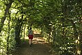 Oddiy shoxterak(Carpinus betulus) bilan qoplangan xiyobon