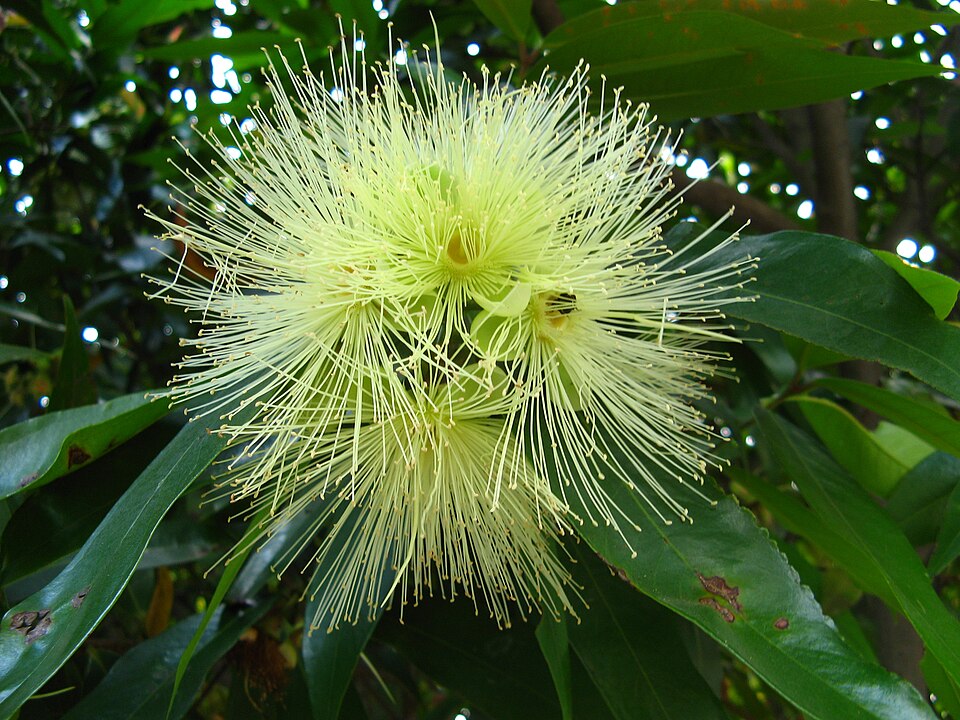 Fayl:Myrtaceae SãoPaulo.jpg