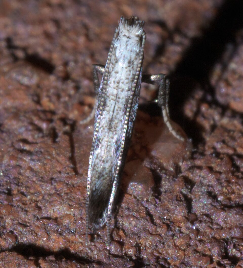 Fayl:Parornix P1440466a.jpg