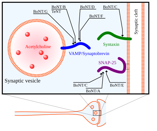 Fayl:Presynaptic CNTs targets.svg