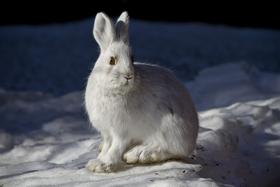 Fayl:Snowshoe Hare (6187109754).jpg