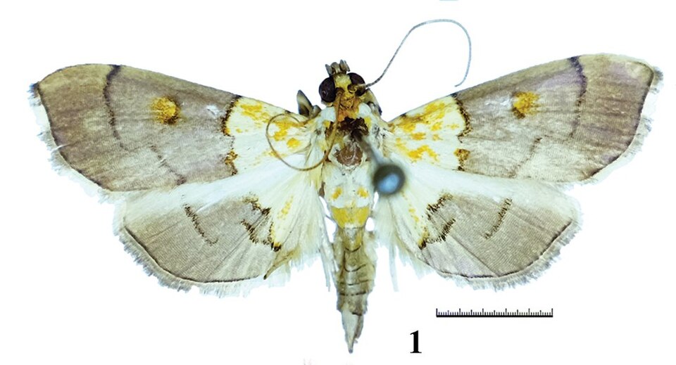 Fayl:Tetracona multispina (10.3897-zookeys.941.49559) Figure 1.jpg