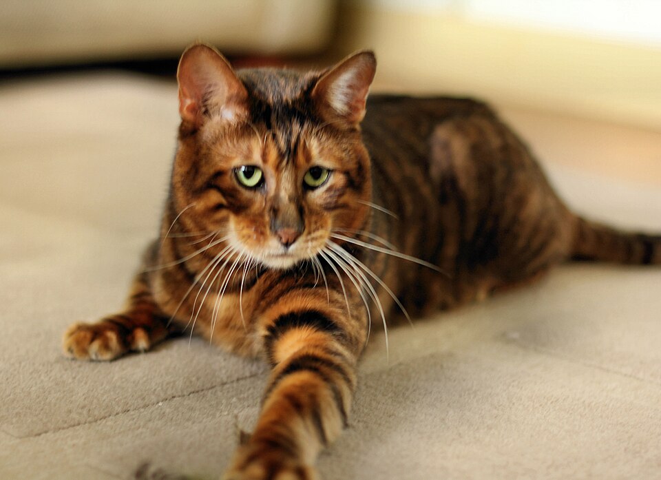 Fayl:Toyger male queenanne.JPG