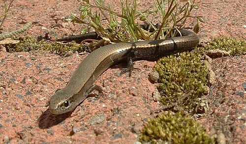 Ablepharus kitaibelii