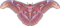 Sesiidae