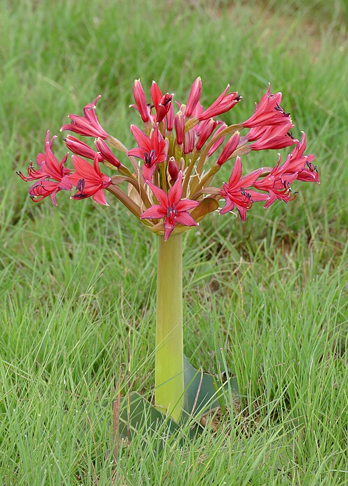 Fayl:Candelabra Flower (Brunsvigia natalensis) (31823361647).jpg
