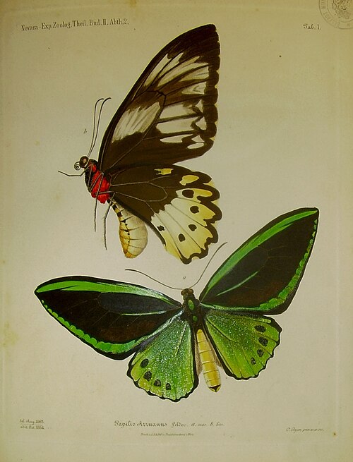 Fayl:Felder priamus plate.jpg