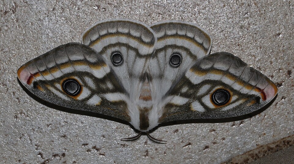 Fayl:Heniocha apollonia.jpg