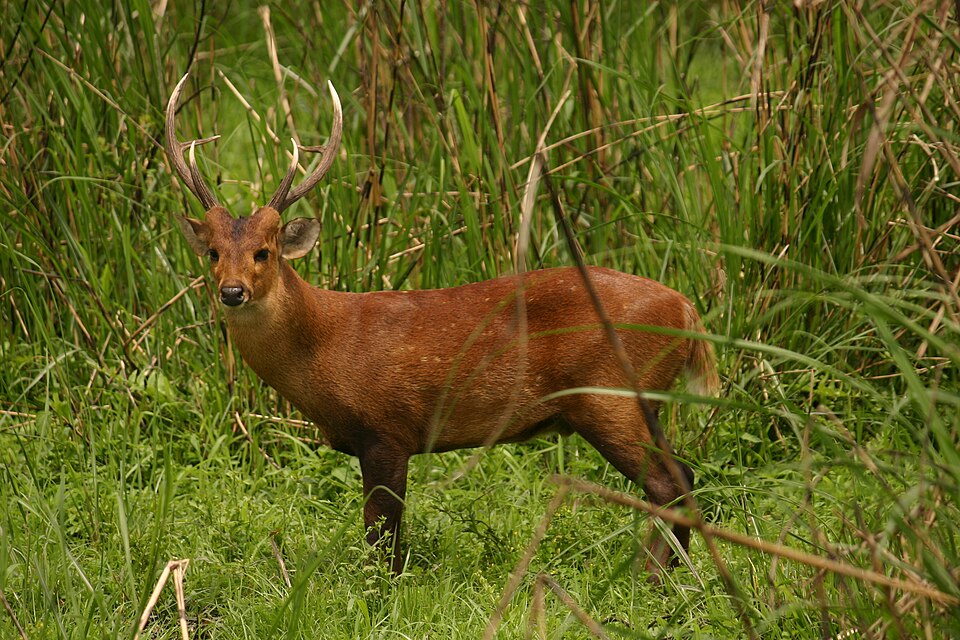 Fayl:Hog deer12.jpg