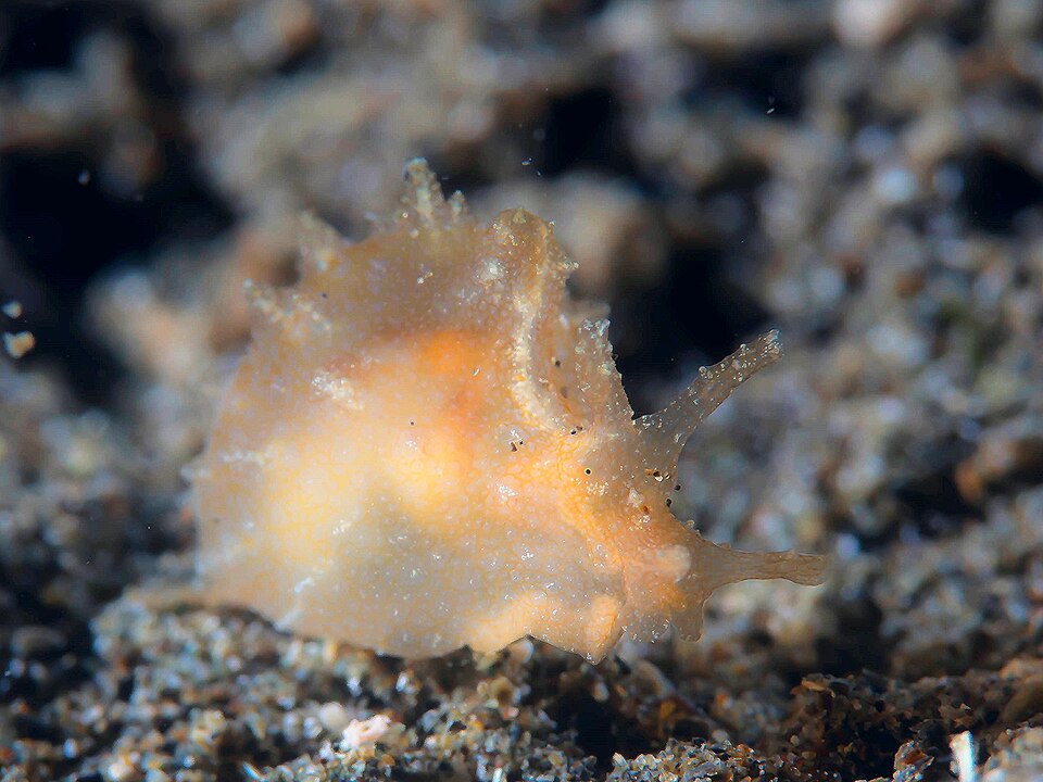 Fayl:Indian seahare (Notarchus indicus) (32684893901).jpg