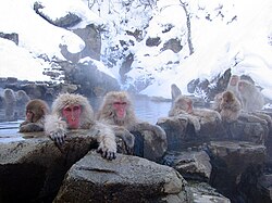 Jigokudani maymun bogʻi
