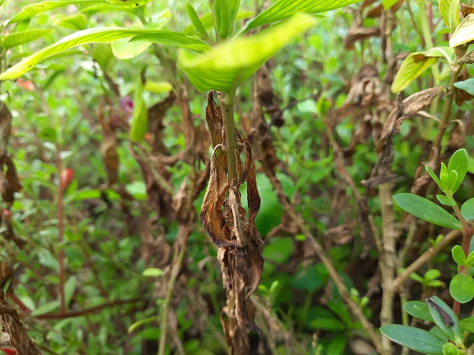Fayl:Matured seeds of Madagascar Periwinkle.jpg