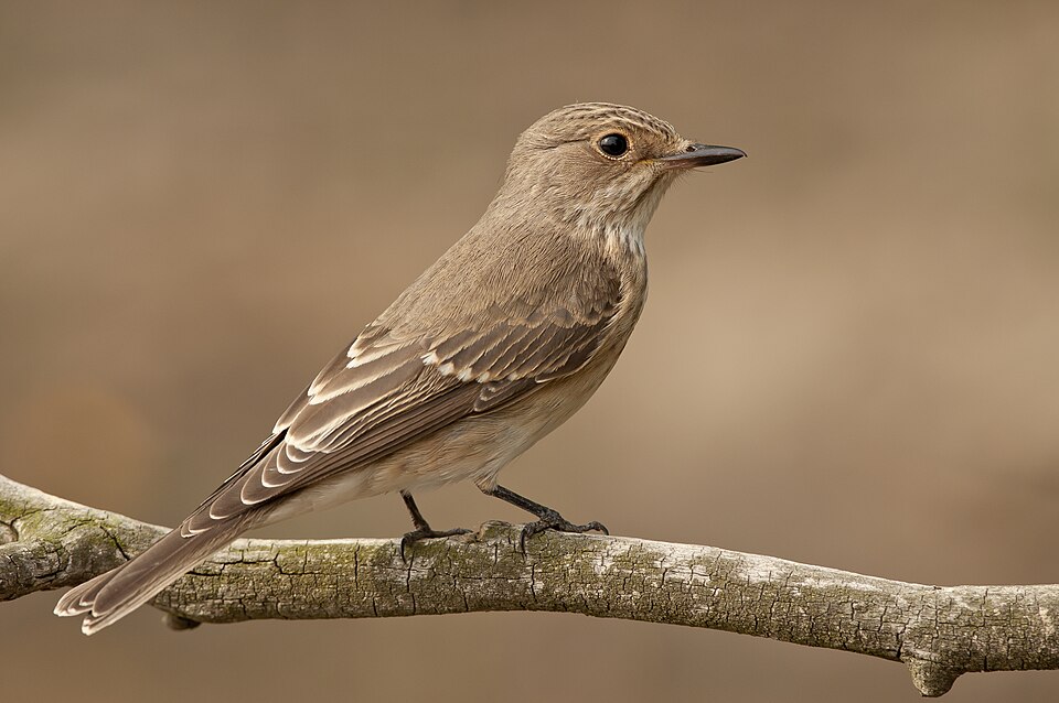Fayl:Muscicapa striata мухоловка сіра.jpg