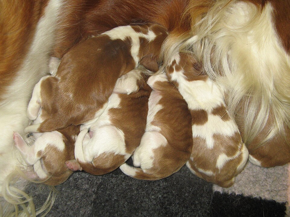 Fayl:New born pups.JPG