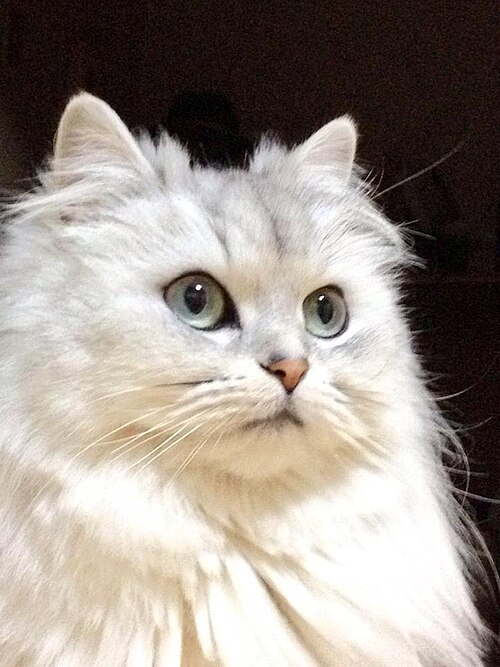 Fayl:Persian silver dollface.jpg