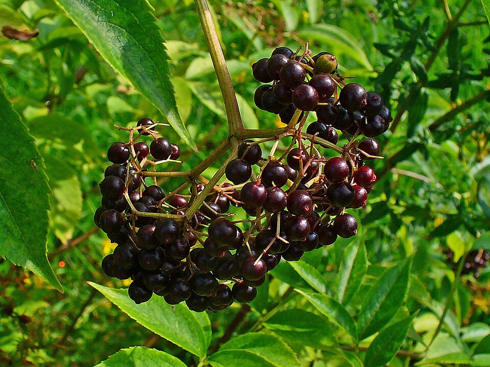 Fayl:Sambucus canadensis 004.JPG