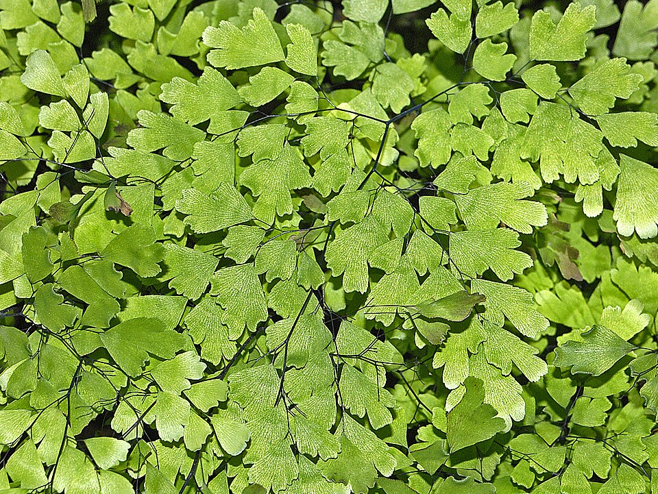 Fayl:Adiantaceae - Adiantum tenerum.JPG