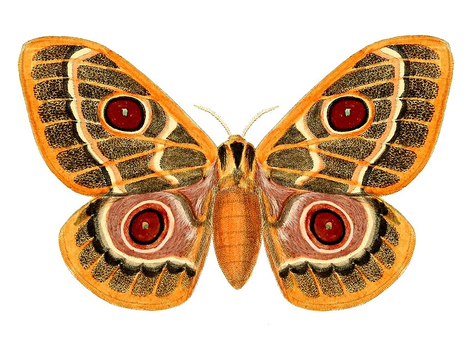 Fayl:Bunaeopsis zaddachii.jpg