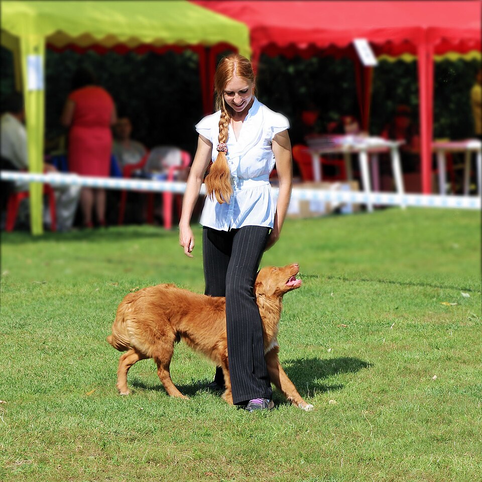 Fayl:Canine freestyle.JPG