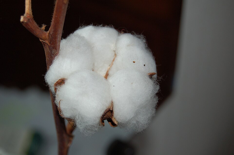 Fayl:Cotton.JPG