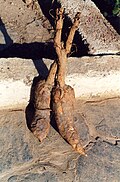 Yangi mehrigyoh ildizlari (yuvilmagan)