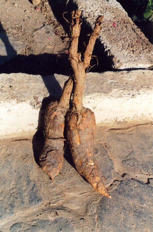 Fayl:Mandrake-roots.jpg
