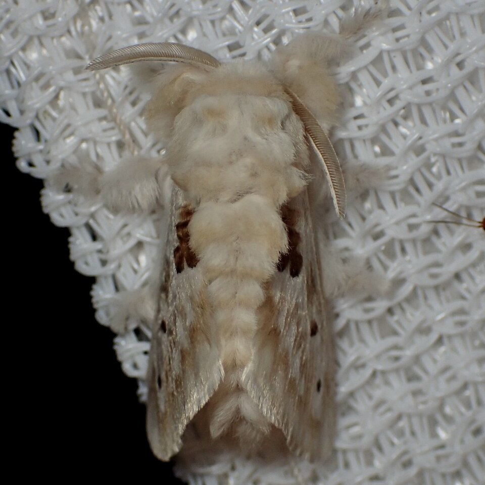 Fayl:Megalopyge lapena.jpg