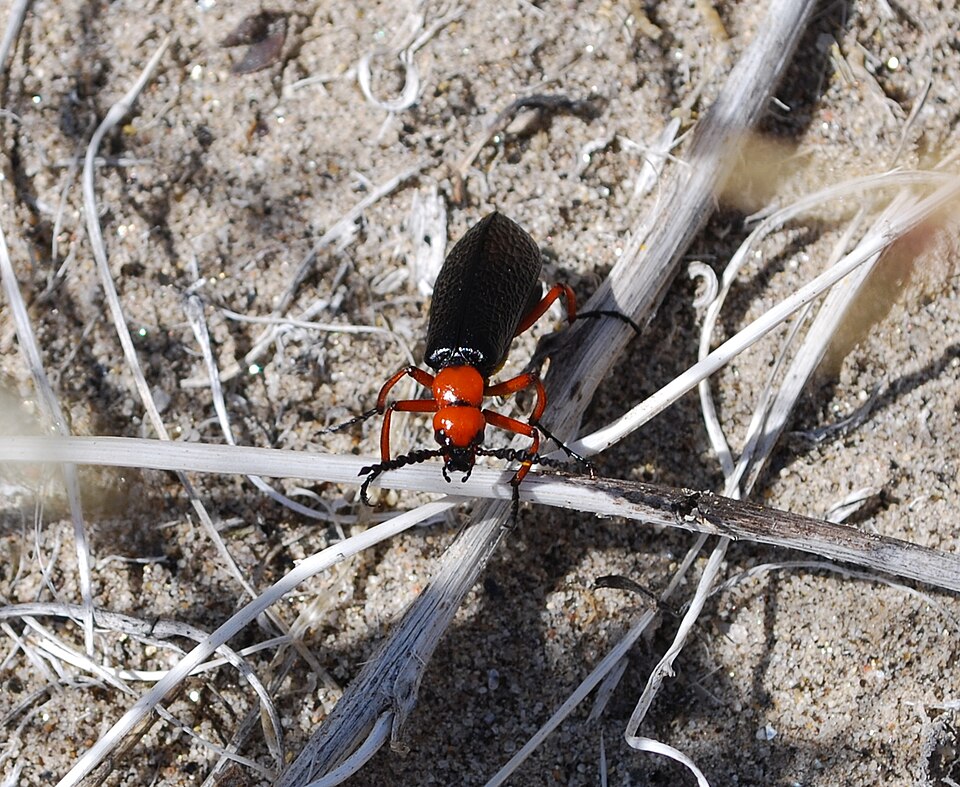 Fayl:Red Beetle 3.jpg
