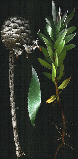 Fayl:Starr 000913-9002 Leucadendron argenteum.jpg