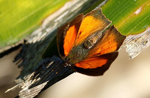 Curetis acuta