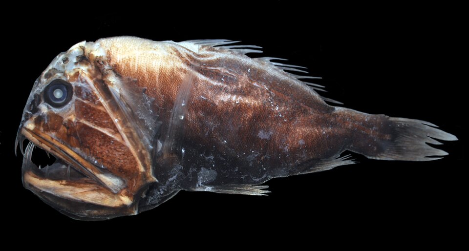 Fayl:Anoplogaster cornuta 2012.jpg