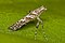 Gracillarioidea