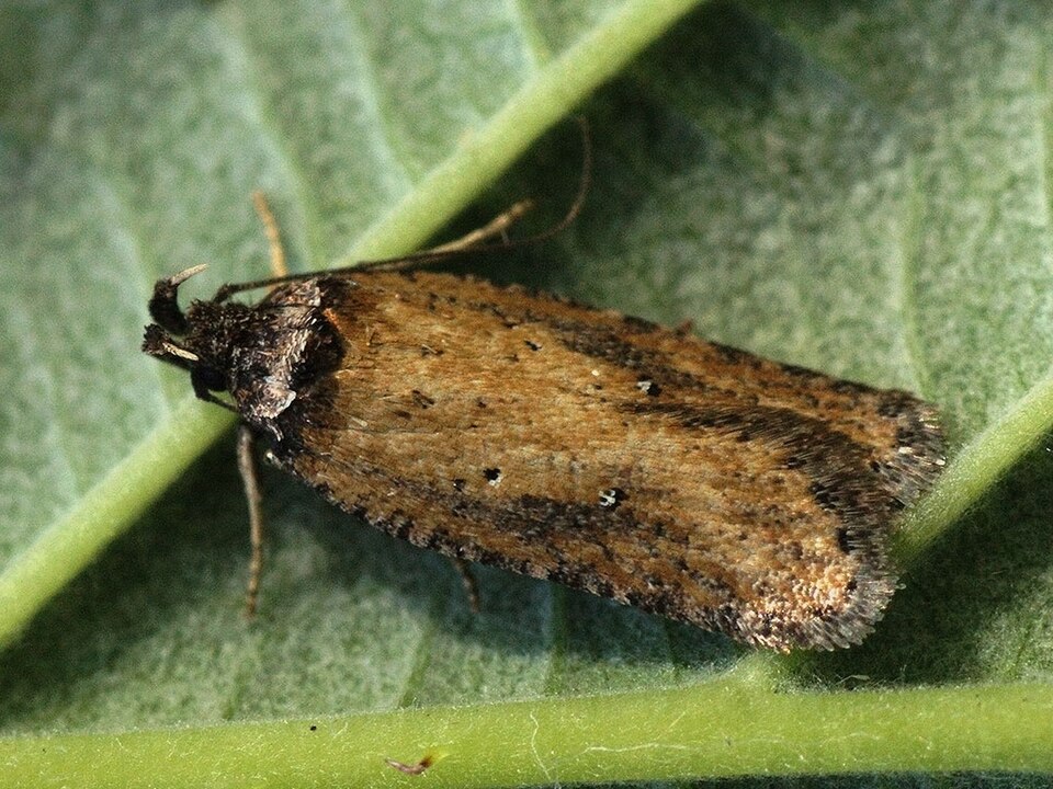 Fayl:Exaeretia praeustella (25984102837).jpg