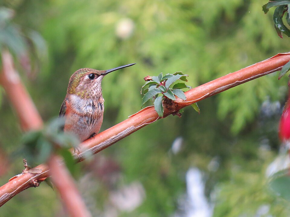 Fayl:Female Anna's Hummingbird.JPG
