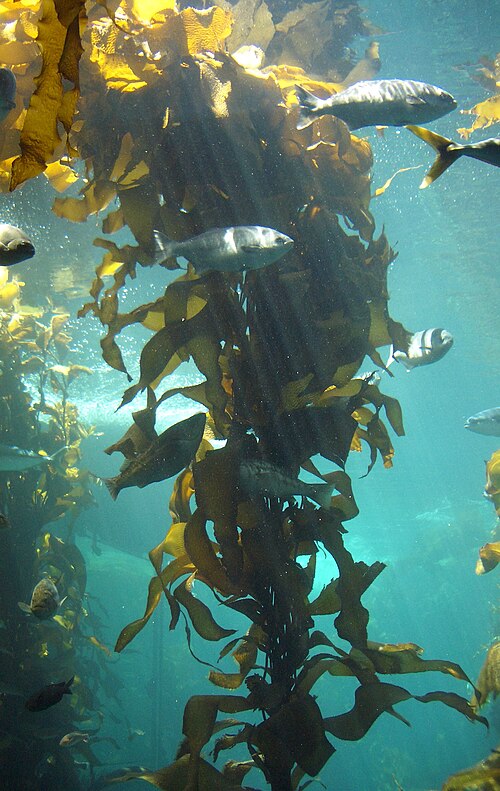 Fayl:Kelp-forest-Monterey.jpg